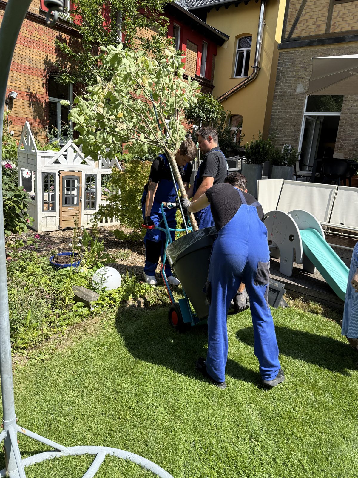 Drei Mitarbeiter fahren einen hohen Kübelbaum mit der Sackkarre über den Rasen an seinen neuen Platz.