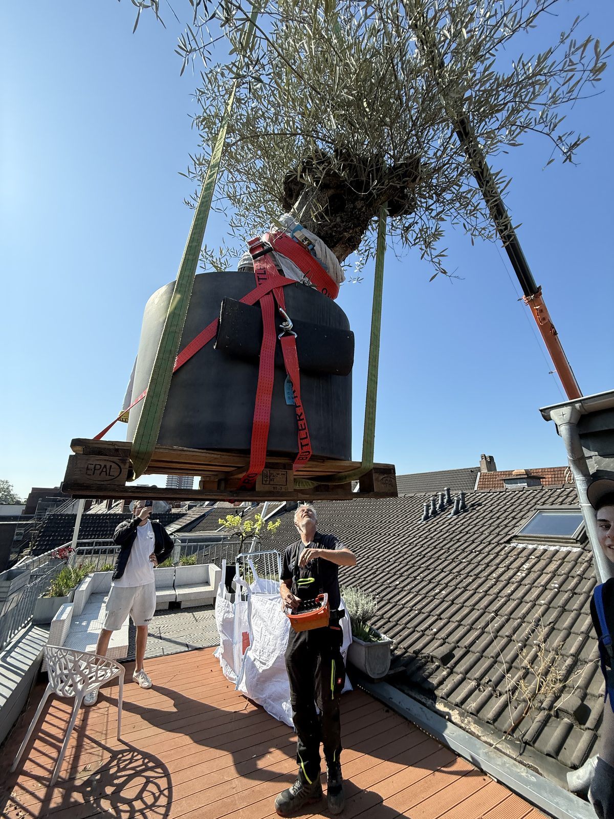 Ein großer Olivenbaum im Pflanzkübel hängt in Gurten am Kran über einer Dachterrasse.